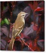 Mouse Colored Tyrannulet Panaca Quimbaya Colombia Canvas Print
