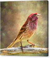 Mr Finch Afternoon Bokeh Canvas Print
