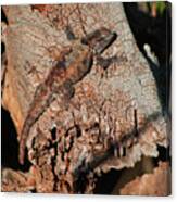Mr. Lizard - Tucson Arizona Canvas Print