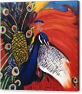Mr Peacock Canvas Print