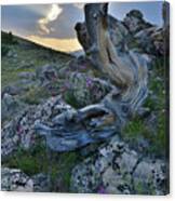 Mt. Goliath Bristlecone Pine At Sunset Canvas Print