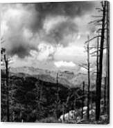 Mt Lemmon Trailhead Canvas Print
