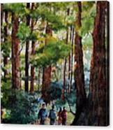 Muir Woods Canvas Print