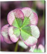Mulberry Clover Canvas Print
