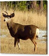 Mule Deer Buck Canvas Print