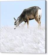 Mule Deer In The Snow Canvas Print