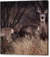 Mule Deer Mama And Twins Canvas Print