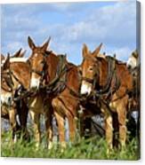 Mules Unhitching Canvas Print