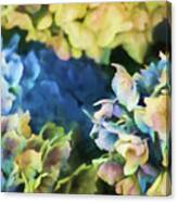Multicolor Hydrangeas Canvas Print