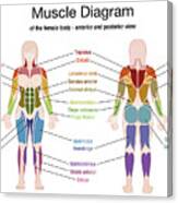 Diagram Of Body Muscles And Names / Top 10 Anatomy ...