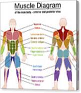 Diagram Of Body Muscles And Names / Muscle diagram female ...