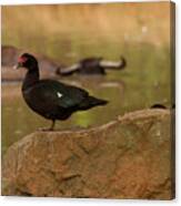 Muscovy Duck Canvas Print