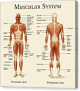 Muscular System Canvas Print