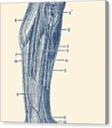 Muscular System - Right Leg - Vintage Anatomy Print Canvas Print
