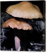 Mushroom Love Canvas Print