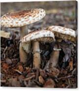 Mushroom Trio Macrolepiota Procera Canvas Print