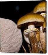 Mushrooms At Sundown Canvas Print