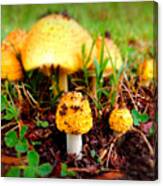 Mushrooms In Wonder Canvas Print