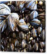 Mussels Canvas Print