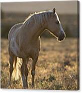 Mustang Mare Canvas Print