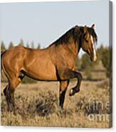 Mustang Stallion Canvas Print