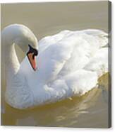 Mute Swan Canvas Print