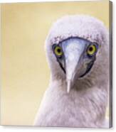 My Booby Buddy Canvas Print