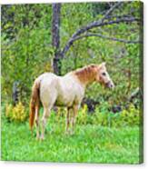 My Horse Cody - Digital Paint Canvas Print