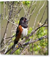Spotted Towhee Canvas Print