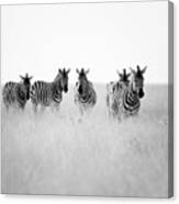 Namibia Zebras Ii Canvas Print