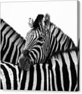 Namibia Zebras Iii Canvas Print
