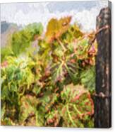 Napa Vineyard Canvas Print