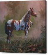 Native American War Pony Canvas Print