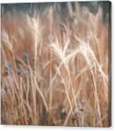 Native Grass Canvas Print