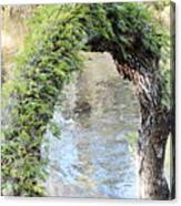 Natural Archway Over Hillsborough River Canvas Print
