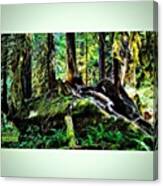Nature Artwork !!
#roots #cedar Canvas Print