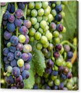 Natures Colors In Wine Grapes Canvas Print