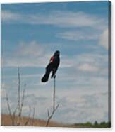 Nebraska Red-winged Black Bird Canvas Print
