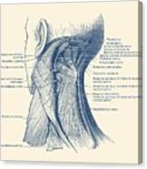 Neck Muscular System Diagram - Vintage Anatomy Canvas Print