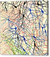 Nerve Cells Santiago Ramon Y Cajal Canvas Print