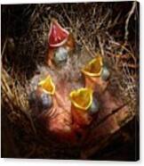 Nest With Brood Parasite Canvas Print