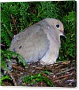 Nesting Dove Canvas Print