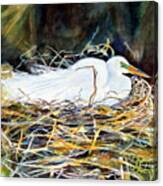 Nesting Egret Canvas Print