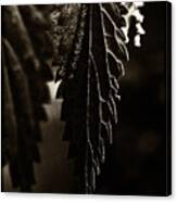 Nettle Leaf In Black Canvas Print