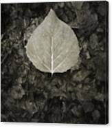 New Leaf On The Old Canvas Print