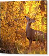 New Mexico Buck Browsing Canvas Print