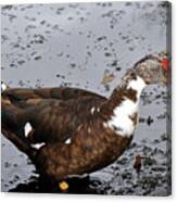 New Orleans Duck 2 Canvas Print