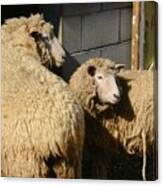 New Pond Farm Sheep Canvas Print