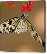 Nick's Butterfly Macro Canvas Print