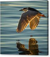 Night Heron Flight Canvas Print